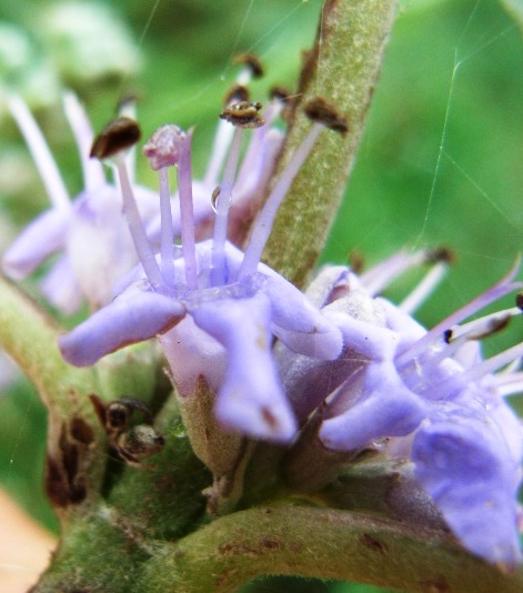 Vitex agnus-castus / Agnocasto